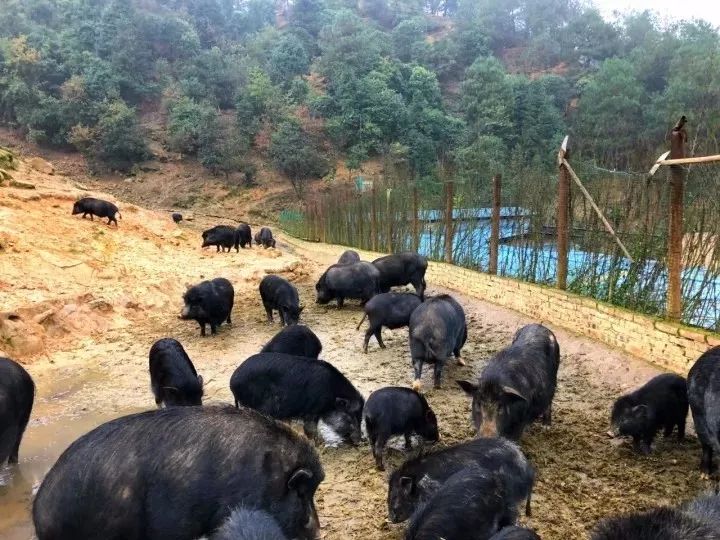南京城市野趣背后的隐忧，野猪密度过高现象深度解读与观点阐述
