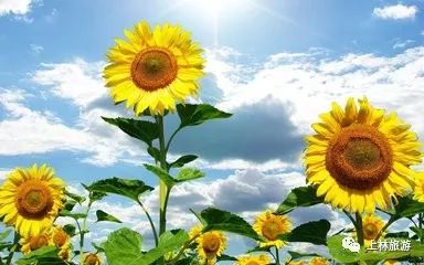 11月2日葵最新资讯概览