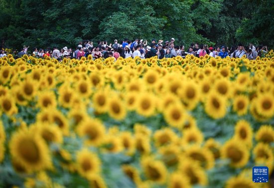 最新观赏植物奇妙邂逅，绿意盎然的日子（2024年11月12日）