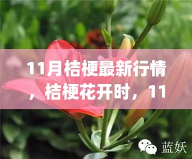 11月桔梗花开，温情故事随行情绽放