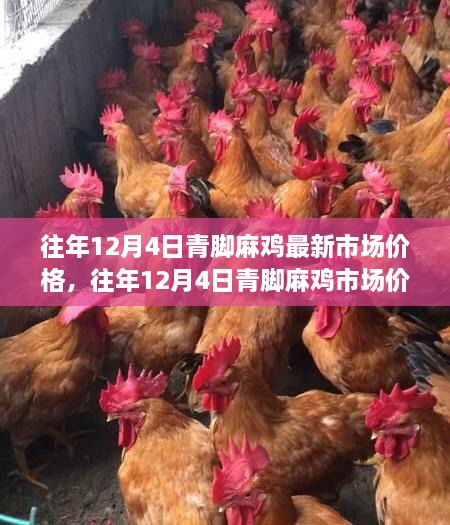 往年12月4日青脚麻鸡市场价格的波动及其影响分析，一种观点探讨