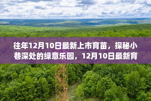 探秘绿意乐园，最新育苗风采与小巷深处的绿色生命力量