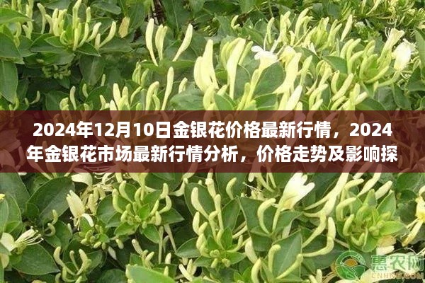 2024年金银花市场最新行情解析，价格走势、影响因素与市场展望