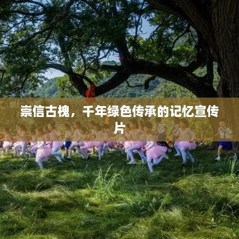 崇信古槐，千年绿色传承的记忆宣传片