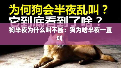 狗半夜为什么叫不断：狗为啥半夜一直叫 
