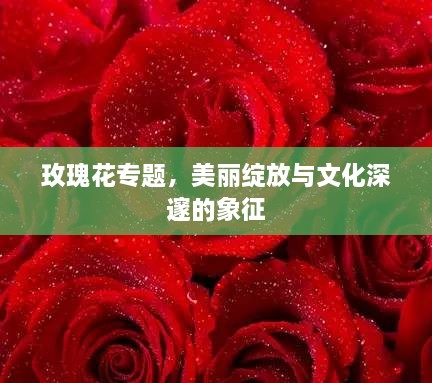 玫瑰花专题，美丽绽放与文化深邃的象征