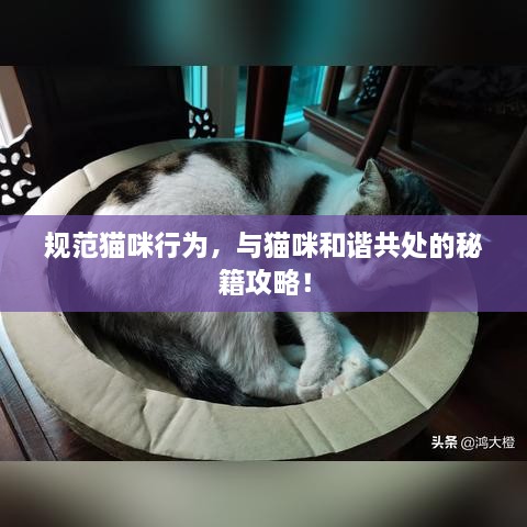 规范猫咪行为，与猫咪和谐共处的秘籍攻略！