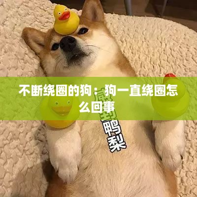 不断绕圈的狗：狗一直绕圈怎么回事 