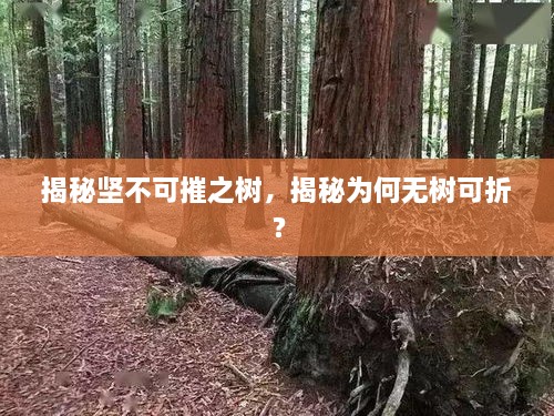 xiamakanhua 第2页