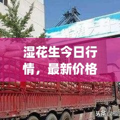 湿花生今日行情，最新价格分析与趋势预测