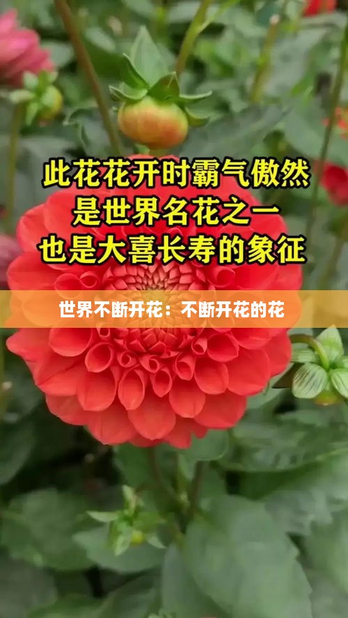 世界不断开花：不断开花的花 