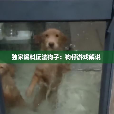 独家爆料玩法狗子：狗仔游戏解说 