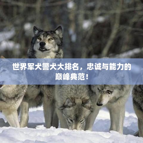 世界军犬警犬大排名，忠诚与能力的巅峰典范！
