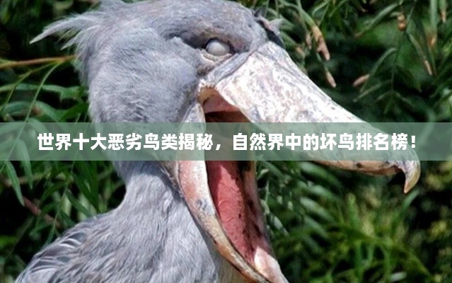 世界十大恶劣鸟类揭秘，自然界中的坏鸟排名榜！