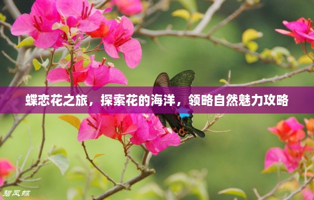 蝶恋花之旅，探索花的海洋，领略自然魅力攻略