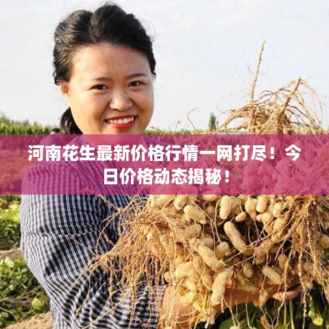 河南花生最新价格行情一网打尽！今日价格动态揭秘！