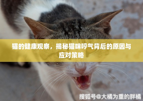 猫的健康观察，揭秘猫咪哼气背后的原因与应对策略