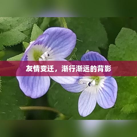 友情变迁，渐行渐远的背影