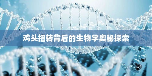 鸡头扭转背后的生物学奥秘探索