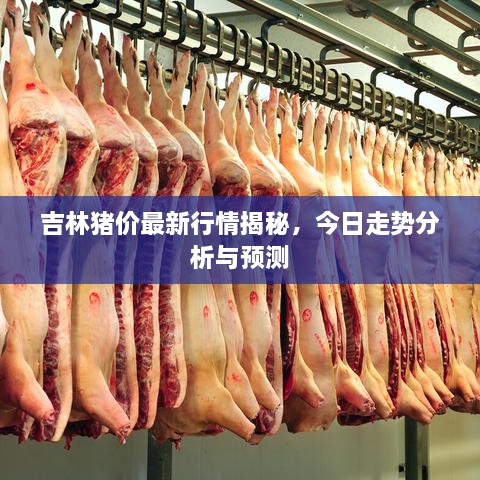 吉林猪价最新行情揭秘，今日走势分析与预测