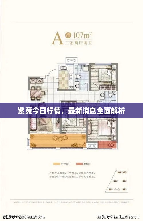 紫菀今日行情，最新消息全面解析