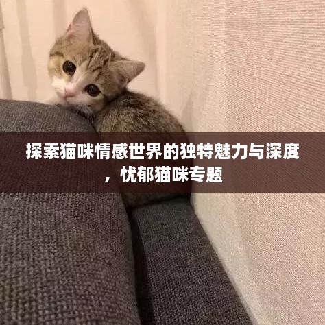 探索猫咪情感世界的独特魅力与深度，忧郁猫咪专题