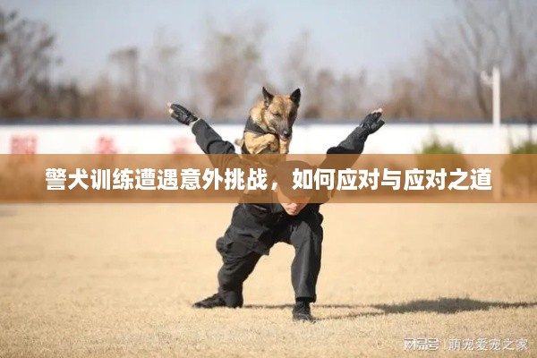 警犬训练遭遇意外挑战，如何应对与应对之道