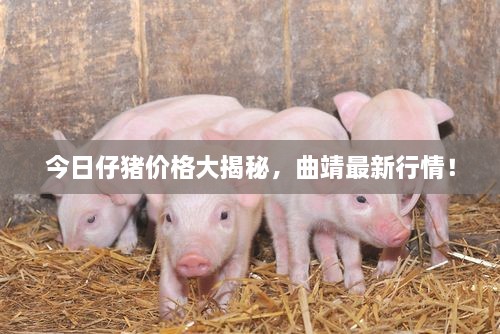 今日仔猪价格大揭秘，曲靖最新行情！