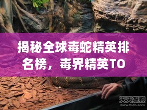 揭秘全球毒蛇精英排名榜，毒界精英TOP 100的奥秘