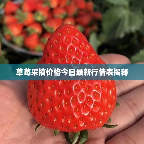 草莓采摘价格今日最新行情表揭秘