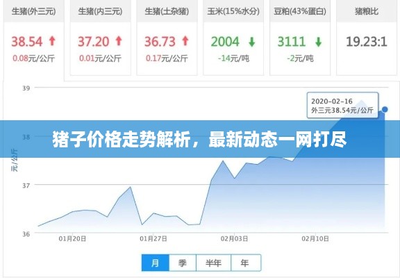 猪子价格走势解析，最新动态一网打尽