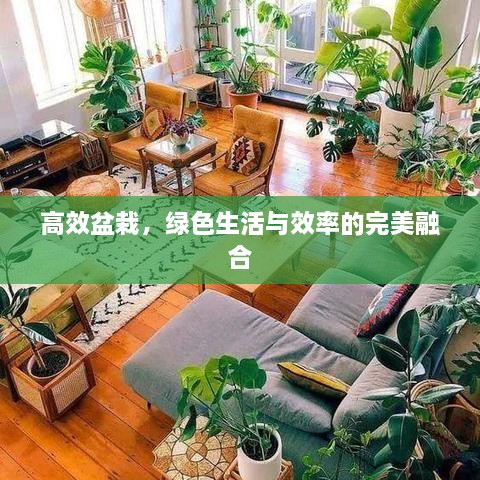 高效盆栽，绿色生活与效率的完美融合