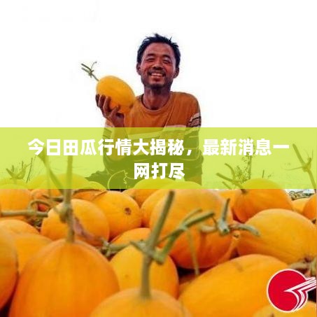 今日田瓜行情大揭秘，最新消息一网打尽