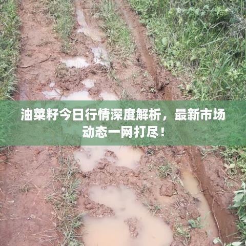 油菜籽今日行情深度解析，最新市场动态一网打尽！