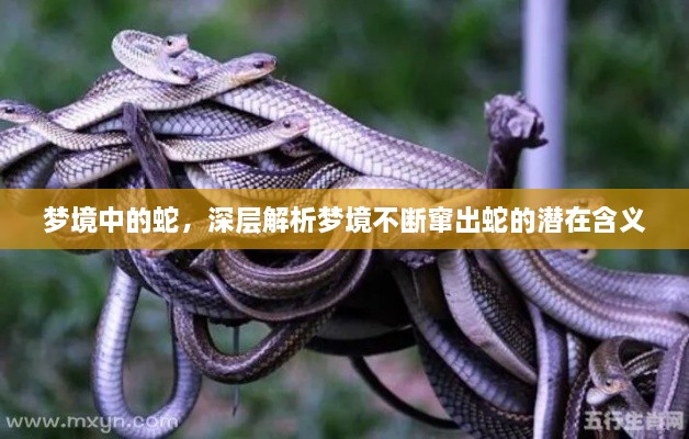 梦境中的蛇，深层解析梦境不断窜出蛇的潜在含义