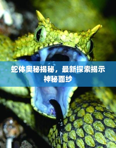 蛇体奥秘揭秘，最新探索揭示神秘面纱