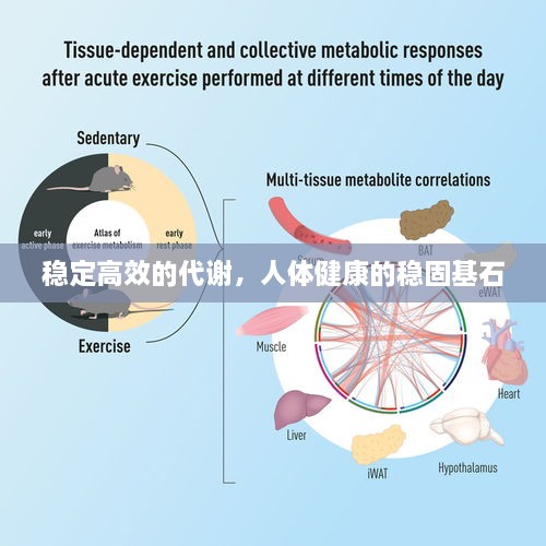稳定高效的代谢，人体健康的稳固基石