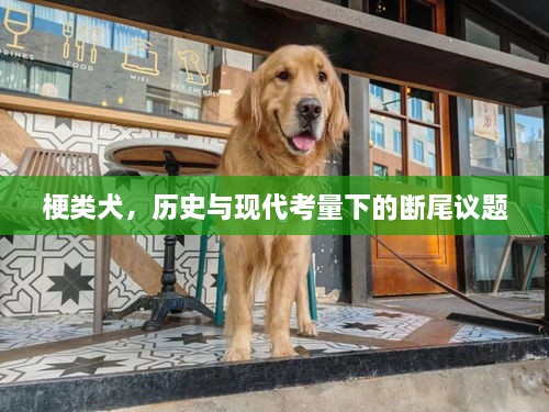 梗类犬，历史与现代考量下的断尾议题