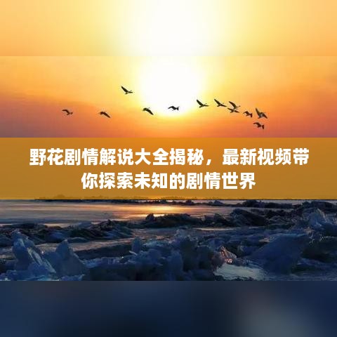 野花剧情解说大全揭秘，最新视频带你探索未知的剧情世界