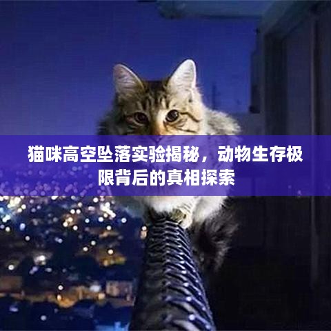 猫咪高空坠落实验揭秘，动物生存极限背后的真相探索
