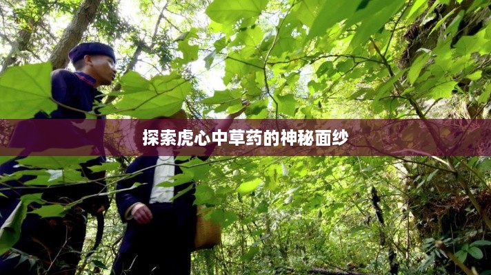 探索虎心中草药的神秘面纱