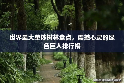 世界最大单体树林盘点，震撼心灵的绿色巨人排行榜