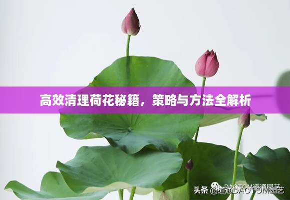 高效清理荷花秘籍，策略与方法全解析