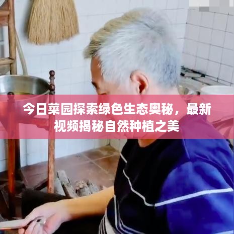 今日菜园探索绿色生态奥秘，最新视频揭秘自然种植之美