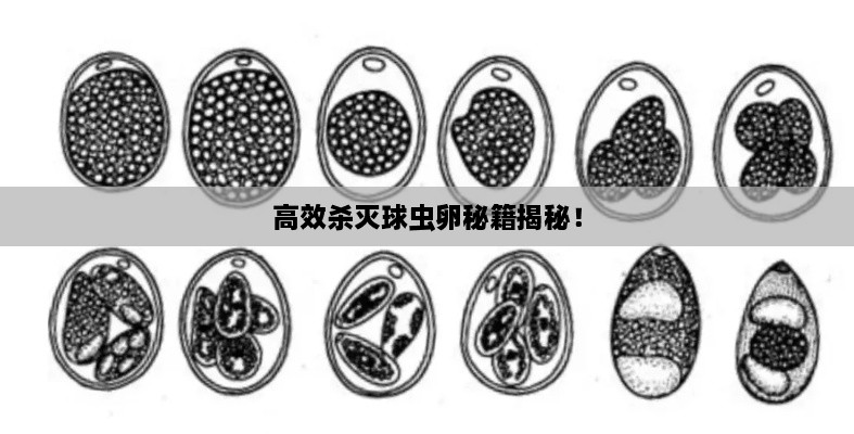 高效杀灭球虫卵秘籍揭秘！