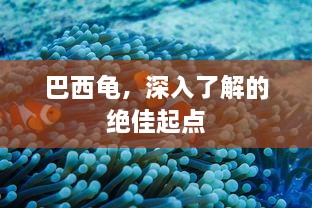 巴西龟，深入了解的绝佳起点