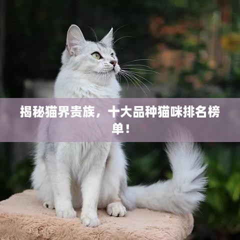 揭秘猫界贵族，十大品种猫咪排名榜单！