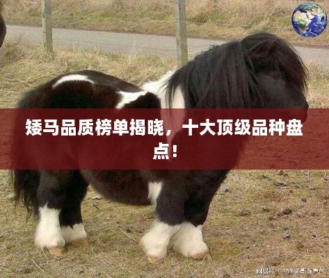 矮马品质榜单揭晓，十大顶级品种盘点！