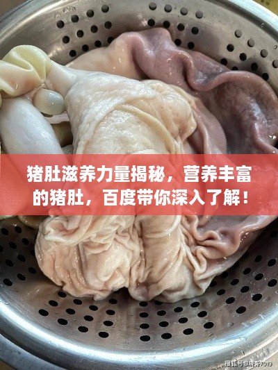 猪肚滋养力量揭秘，营养丰富的猪肚，百度带你深入了解！