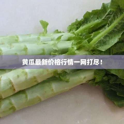 黄瓜最新价格行情一网打尽！